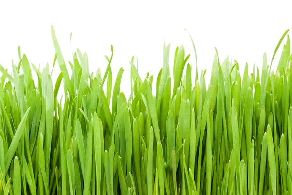 Grasstruktur — Stockfoto