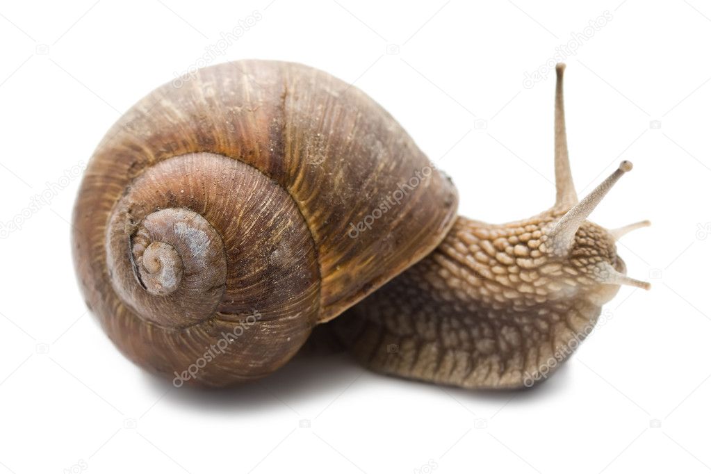 Funny Snail