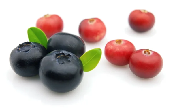 Blueberry with cranberry — Stock Photo, Image