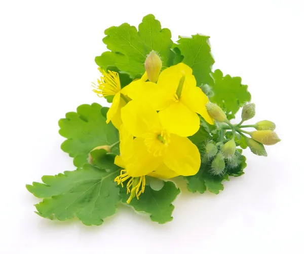 Celandine flower — Stock Photo, Image