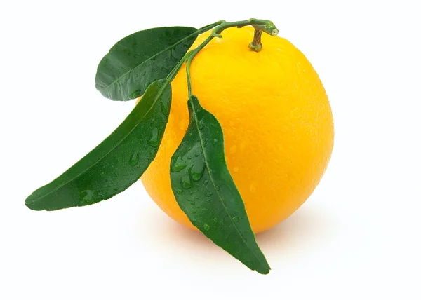Narancs-levelek — Stock Fotó