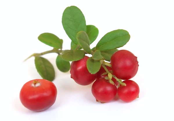 Fresh Ripe Cranberry Leaves — Stock Photo, Image