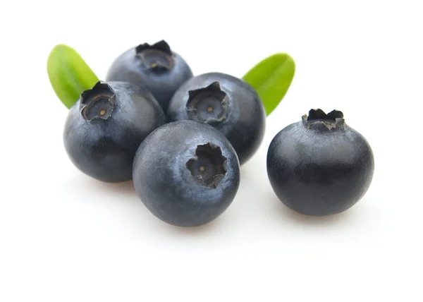 Fresh Blueberry Leaves — Stockfoto
