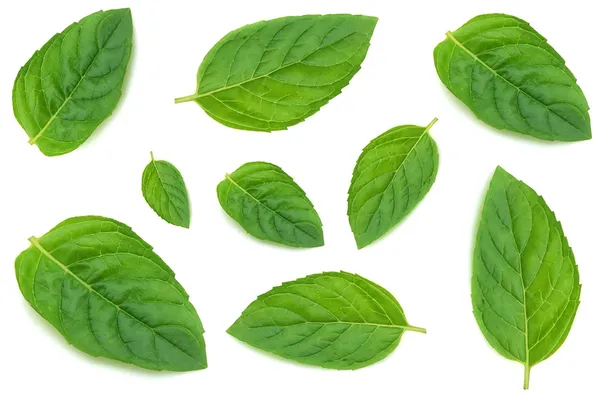 Leaves of mint — Stock Photo, Image