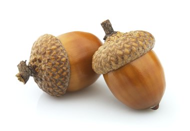 Two acorns clipart