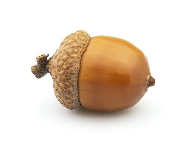Dried acorn clipart