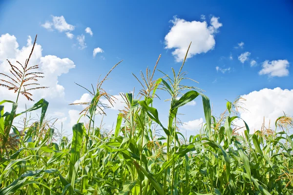 Вид на кукурузу — стоковое фото
