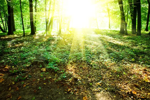 Lever de soleil dans la forêt verte — Photo