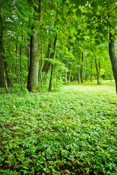 Zielony park — Zdjęcie stockowe