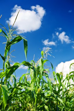 Corn plants and sky