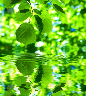 Green fresh foliage on water clipart