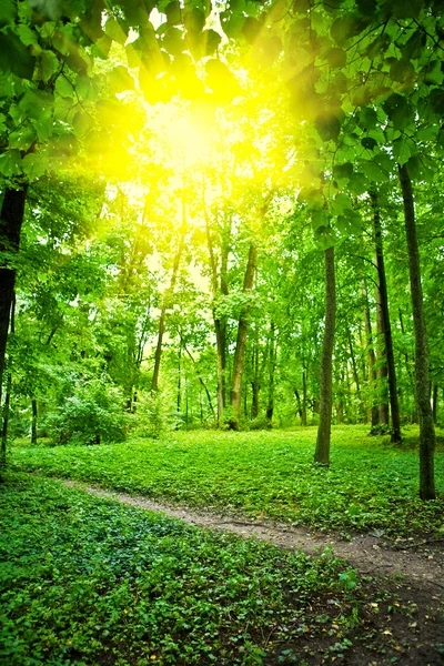 Сонце на галявині в лісі — стокове фото