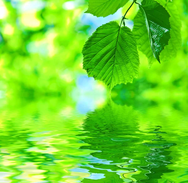 Abstrakt bladen på vatten — Stockfoto