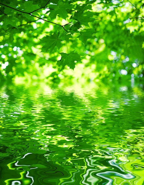 Mapple yeşillik bulanık bir arka plan üzerinde yeşillik — Stok fotoğraf