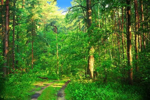 Літній ліс крупним планом — стокове фото