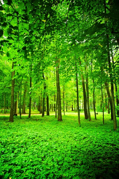Літній ліс крупним планом — стокове фото