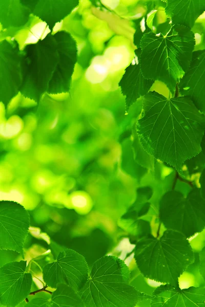 Bakgrund av gröna friska blad — Stockfoto