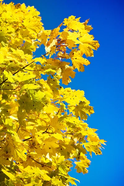 Fechar acima folhagem amarela do outono — Fotografia de Stock