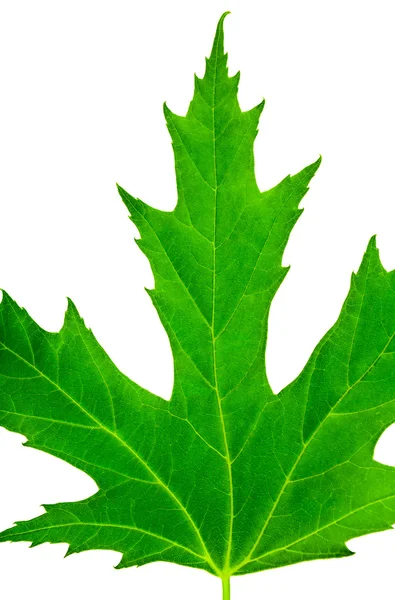 Ściśle zielony liść klonu na białym tle — Zdjęcie stockowe