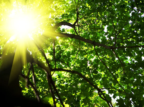 Crone of tree with sun — Stockfoto