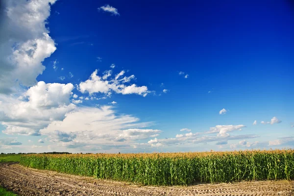 Берег кукурузного поля — стоковое фото
