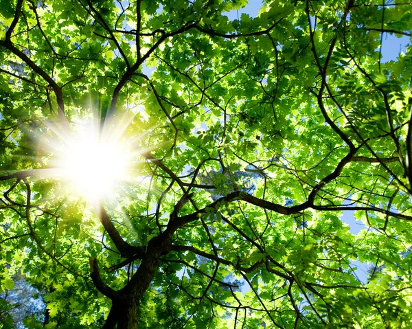 Crone drzewa i słońce — Zdjęcie stockowe