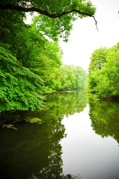 Río en el bosque con cielo blanco — Foto de Stock