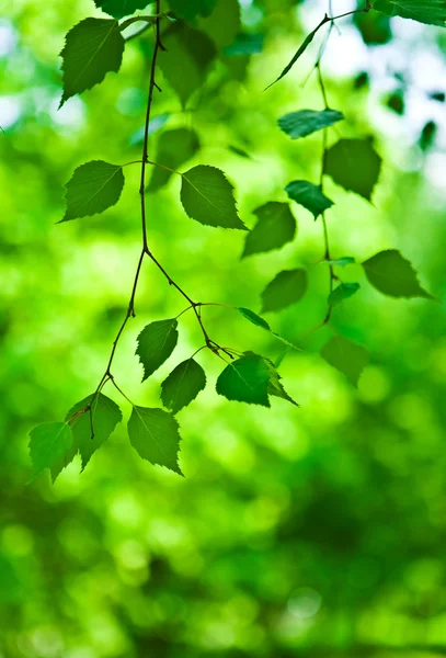 Gröna gren av färska blad — Stockfoto