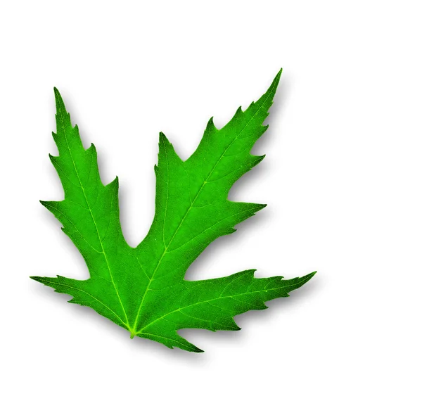 Green leaf of mapple isolated — Stock Photo, Image