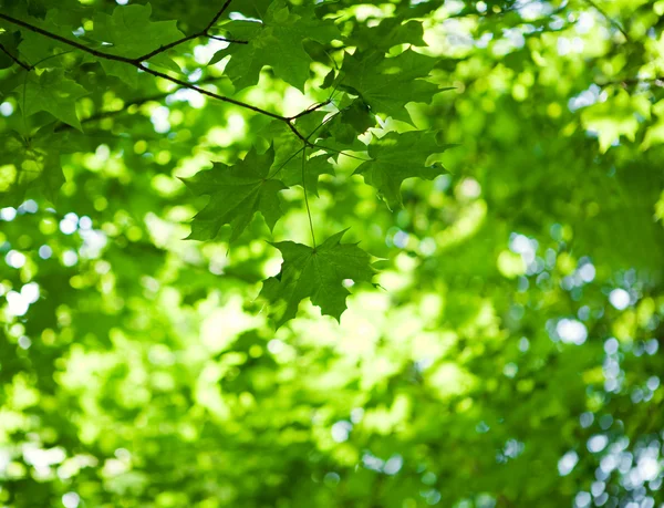 Леса клена на расплывчатом фоне листвы — стоковое фото