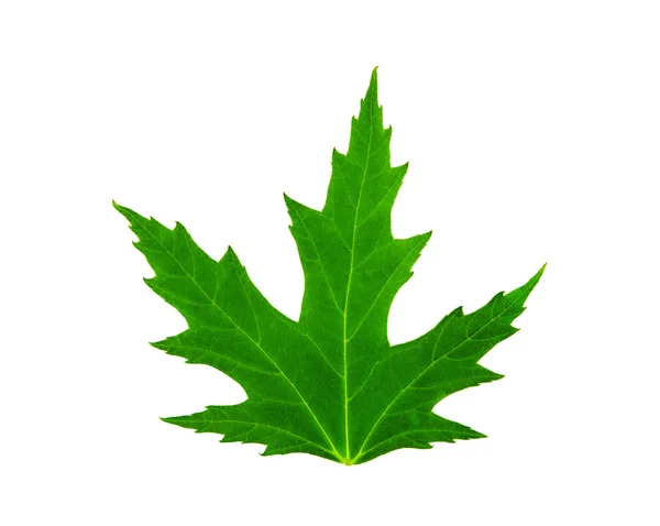 Świeży zielony liść mapple na białym tle — Zdjęcie stockowe
