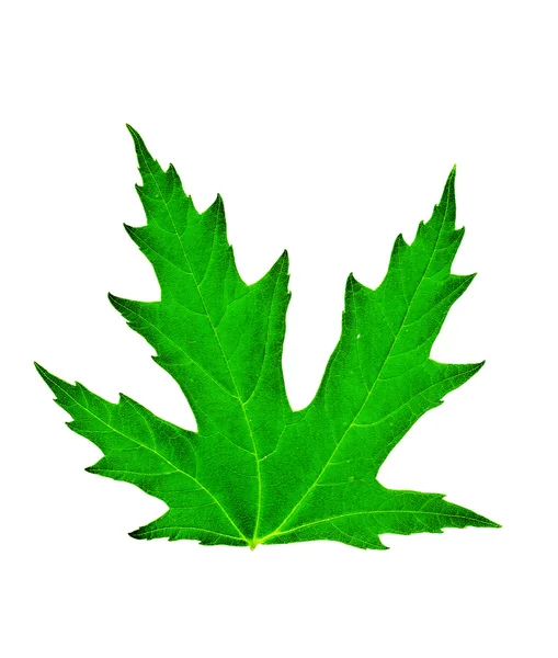 Świeży zielony liść papple na białym tle — Zdjęcie stockowe