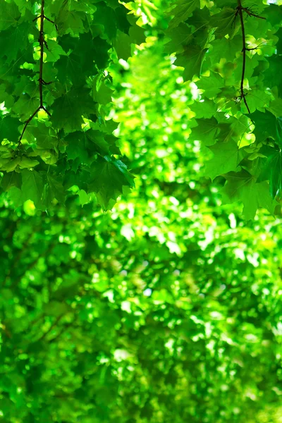 Yeşil yeşillik — Stok fotoğraf
