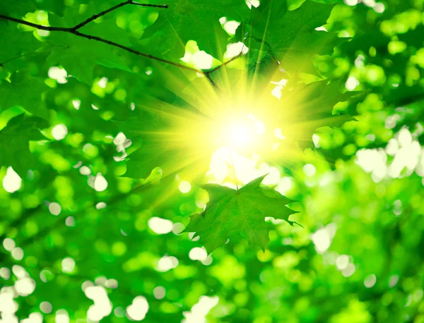 Green foliage with sun — Stock Photo, Image