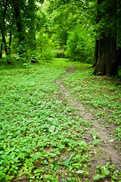 Zöld erdőben — Stock Fotó