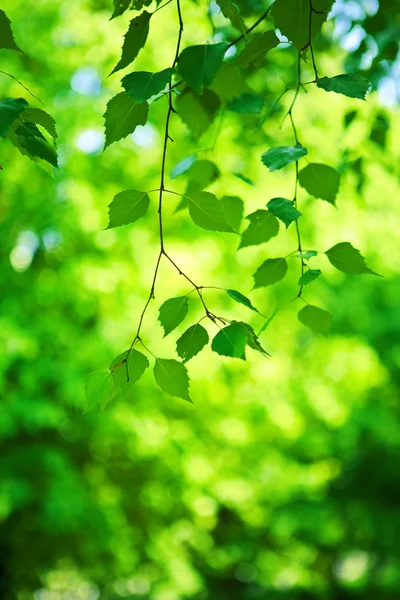 Green fresh branch of birch tree — Stock Photo, Image
