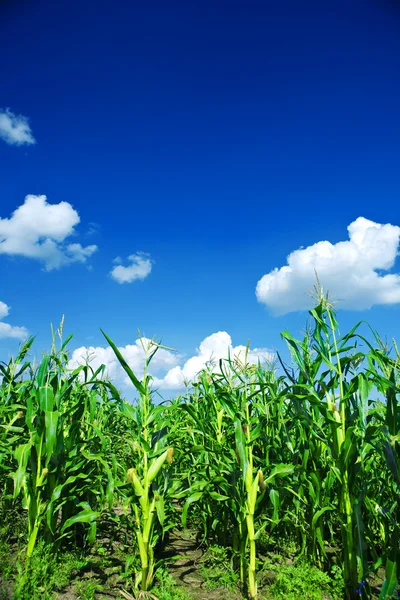 Veld van groene maïs — Stockfoto