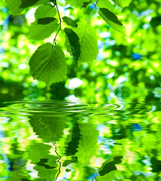Green fresh foliage on water — Stock Photo, Image