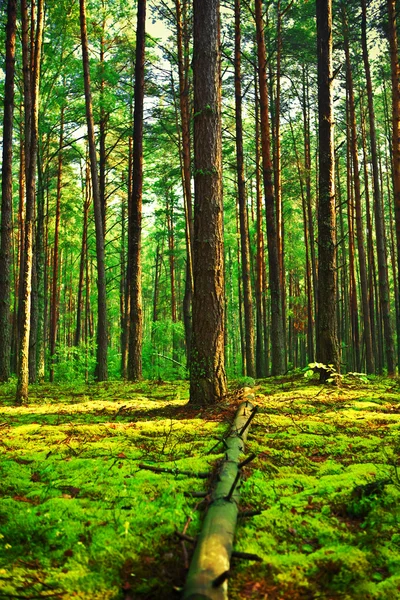 Letní lesa zblízka — Stock fotografie