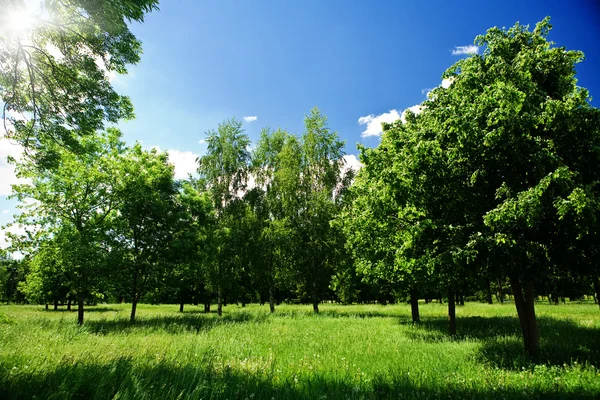 Grøn glade i skov - Stock-foto