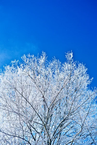 Image of crone snowed tree with copyspace — Stock Photo, Image
