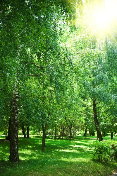 Parque verde con sol — Foto de Stock