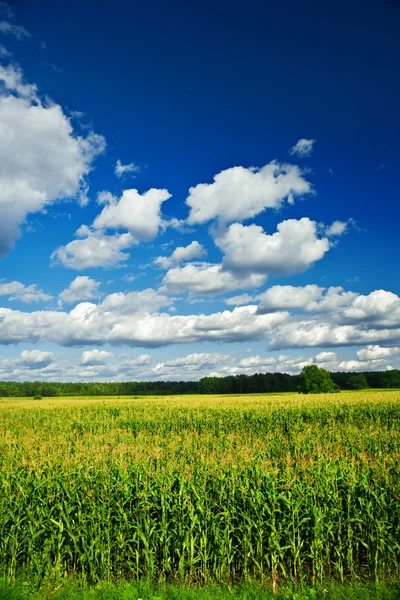 Krajobraz pola kukurydzy — Zdjęcie stockowe