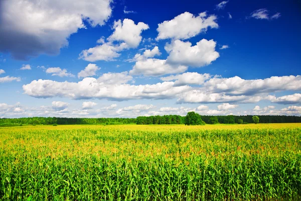 Krajobraz - polu kukurydzy z bliska — Zdjęcie stockowe