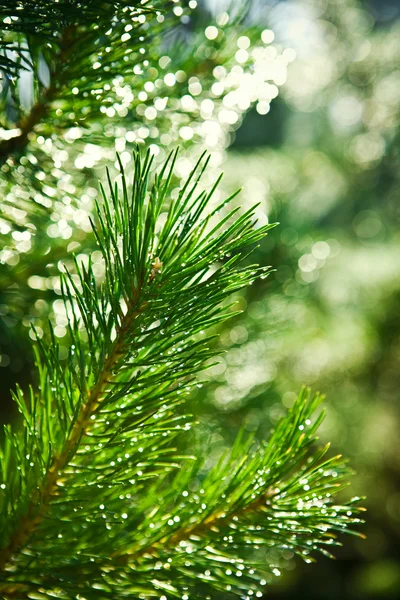 Branch of pinetree Stock Picture