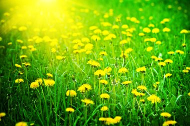 Sunrise on a dandelions field clipart