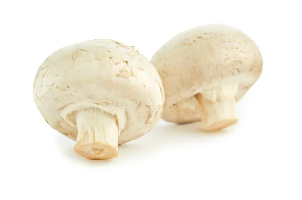 Due champignons isolati — Foto Stock