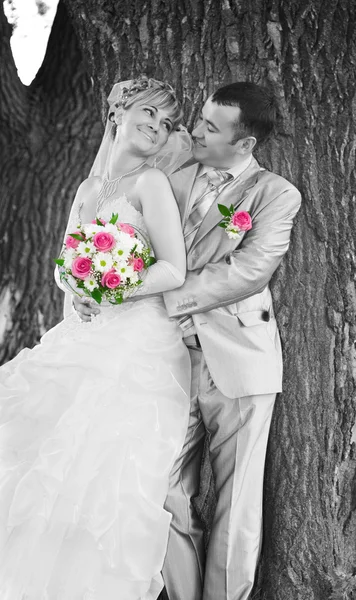 Весільна пара на фоні стовбура дерева — стокове фото