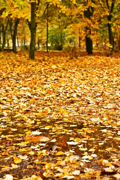 Puddle in autumn leaves — Stock Photo, Image
