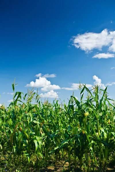 Растения кукурузы — стоковое фото